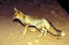 Rüppell's Fox (Vulpes rueppelli)