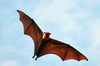 Malayan flying fox (Pteropus vampyrus)