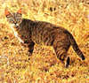 Wildcat (Felis silvestris)