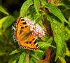 Small Tortoiseshell (Aglais urticae)