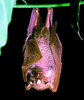Zenker's fruit bat (Scotonycteris zenkeri)