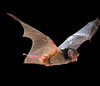 Gould's wattled bat (Chalinolobus gouldii)