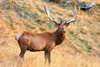 Red deer (Cervus elaphus)