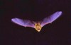 Western False Pipistrelle (Falsistrellus mackenziei)