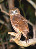 Southern boobook owl (Ninox novaehollandiae)