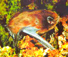 New Zealand long-tailed bat (Chalinolobus tuberculatus)