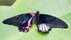 ...Fluttering both ways: One-in-10,000 'Ladyboy' butterfly is born half male and half female - with