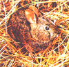 Volcano rabbit (Romerolagus diazi)