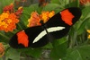 Wild Butterflies Crossbreed to Share Colors & Survive [LiveScience 2012-05-16]