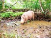 Bearded pig (Sus barbatus)
