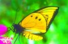 Chimaera birdwing (Ornithoptera chimaera)