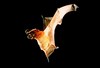 Seychelles sheath-tailed bat (Coleura seychellensis)