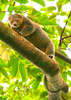 Sulawesi bear cuscus (Ailurops ursinus)
