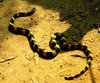 Banded krait (Bungarus fasciatus)
