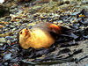 Subantarctic Fur Seal (Arctocephalus tropicalis)