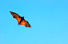 Little red flying fox (Pteropus scapulatus)