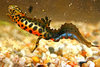 Smooth Newt (Triturus vulgaris)