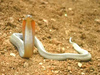 Northern Philippine cobra (Naja philippinensis)