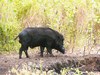 Wild boar (Sus scrofa)