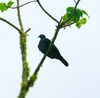 Christmas Imperial Pigeon (Ducula whartoni)