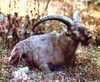 West Caucasian tur (Capra caucasica)