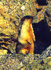 Black-capped Marmot (Marmota camtschatica)