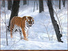 Panthera 0188 Charles Frace Emperor of Siberia