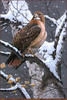 Panthera 0538 Jerry Gadamus Lady Hawk