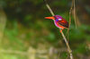Philippine dwarf kingfisher (Ceyx melanurus)