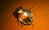 Frilled lizard