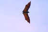 Island flying fox (Pteropus hypomelanus)