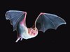 Common vampire bat