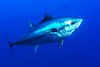 Northern bluefin tuna (Thunnus thynnus)