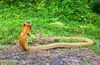 King cobra (Ophiophagus hannah)