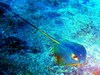 Red stingray (Dasyatis akajei)