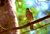 Henst's goshawk (Accipiter henstii)