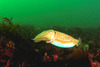 Common cuttlefish (Sepia officinalis)