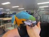 healthy birds parrots, macaw, cockatoo >> http://parrotheavenonline.webnode.com/