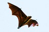Indian flying fox (Pteropus giganteus)