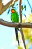 Superb parrot (Polytelis swainsonii)