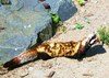 Marbled polecat (Vormela peregusna)