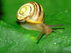 White-lipped banded snail (Cepaea hortensis)