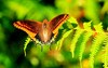 Two-tailed pasha (Charaxes jasius)