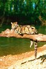 Clouded leopard (Neofelis nebulosa)