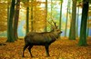 Sika Deer (Cervus nippon)