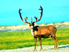 Thorold's deer (Cervus albirostris)