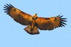 Crowned eagle (Harpyhaliaetus coronatus)