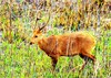 Hog deer (Axis porcinus)