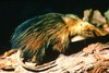 Cuban solenodon (Solenodon cubanus)