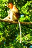 Proboscis monkey (Nasalis larvatus)